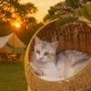 Drapak dla kota z rattanu w kształcie dinozaura
